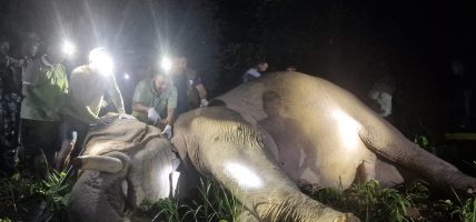 मन्त्री चौधरीको निर्देशनपछि ध्रुवे हात्तीलाई रेडियो कलर जडान, बस्तीमा आउनुअघि नै जानकारी हुने