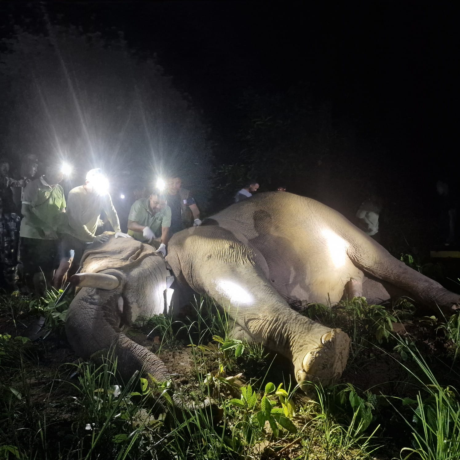 मन्त्री चौधरीको निर्देशनपछि ध्रुवे हात्तीलाई रेडियो कलर जडान, बस्तीमा आउनुअघि नै जानकारी हुने