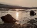 एक वर्षमा २२ गैँडा मरे एक वर्षमा २२ गैँडा मरे