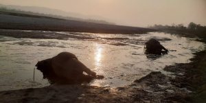 एक वर्षमा २२ गैँडा मरे