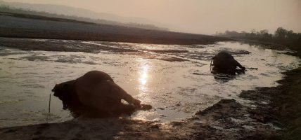 एक वर्षमा २२ गैँडा मरे