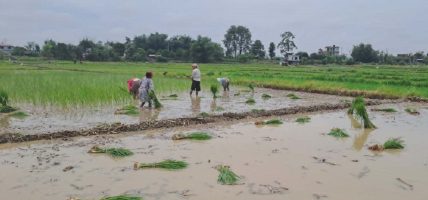 पानी नपर्दा धनुषामा धान रोपाइँ प्रभावित