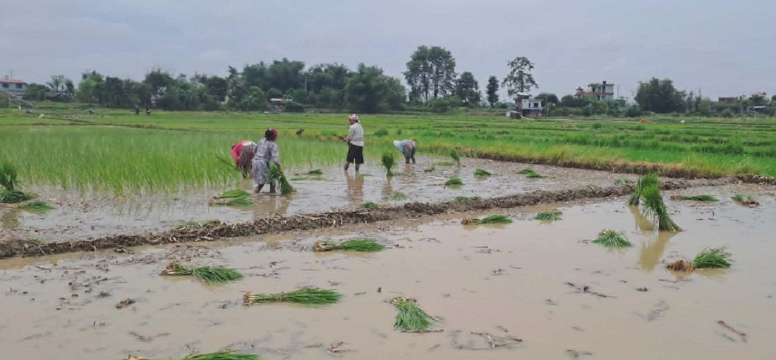 पानी नपर्दा धनुषामा धान रोपाइँ प्रभावित