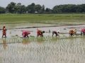 मधेसका अधिकांश जिल्लामा धान रोपाइँ अन्तिम चरणमा