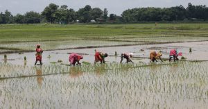 मधेसका अधिकांश जिल्लामा धान रोपाइँ अन्तिम चरणमा