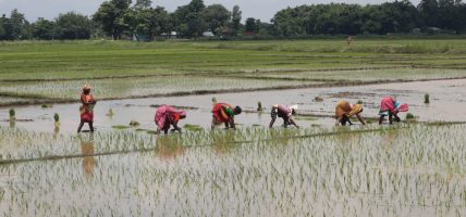 मधेसका अधिकांश जिल्लामा धान रोपाइँ अन्तिम चरणमा