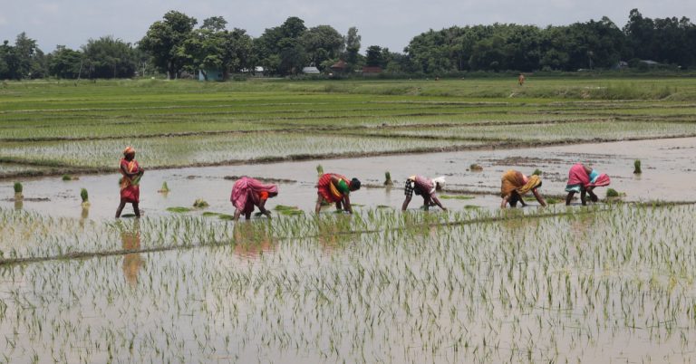 मधेसका अधिकांश जिल्लामा धान रोपाइँ अन्तिम चरणमा