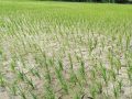मधेस प्रदेशमा ५८ प्रतिशत धान रोपाइँ मधेस प्रदेशमा ५८ प्रतिशत धान रोपाइँ