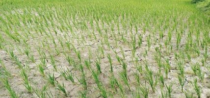 मधेस प्रदेशमा ५८ प्रतिशत धान रोपाइँ