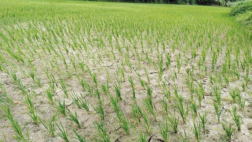 मधेस प्रदेशमा ५८ प्रतिशत धान रोपाइँ