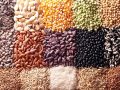 बीउ उत्पादन कार्यक्रम ५८ स्थानीय तहमा सञ्चालन बीउ उत्पादन कार्यक्रम ५८ स्थानीय तहमा सञ्चालन