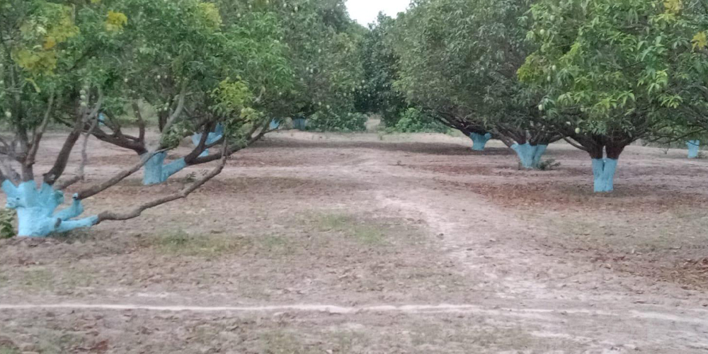 आँपको सुगन्धले चिनिएको श्रीपुर गाउँ