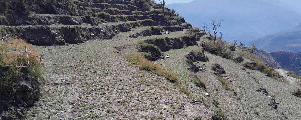सिँचाइ कुलो निर्माणले बाँझो जमिनमा खेती