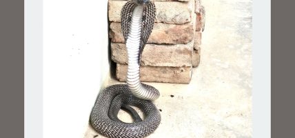 सर्पदंशको बढ्दो सन्त्रास