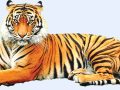शुक्लाफाँटामा बाघको सङ्ख्या ५० पुग्यो