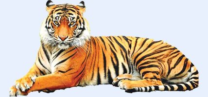 शुक्लाफाँटामा बाघको सङ्ख्या ५० पुग्यो