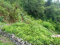 रूपन्देहीमा फलफूल तथा बहुउपयोगी बिरुवा वितरण अभियान सुरु