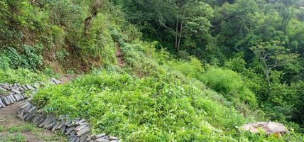 रूपन्देहीमा फलफूल तथा बहुउपयोगी बिरुवा वितरण अभियान सुरु