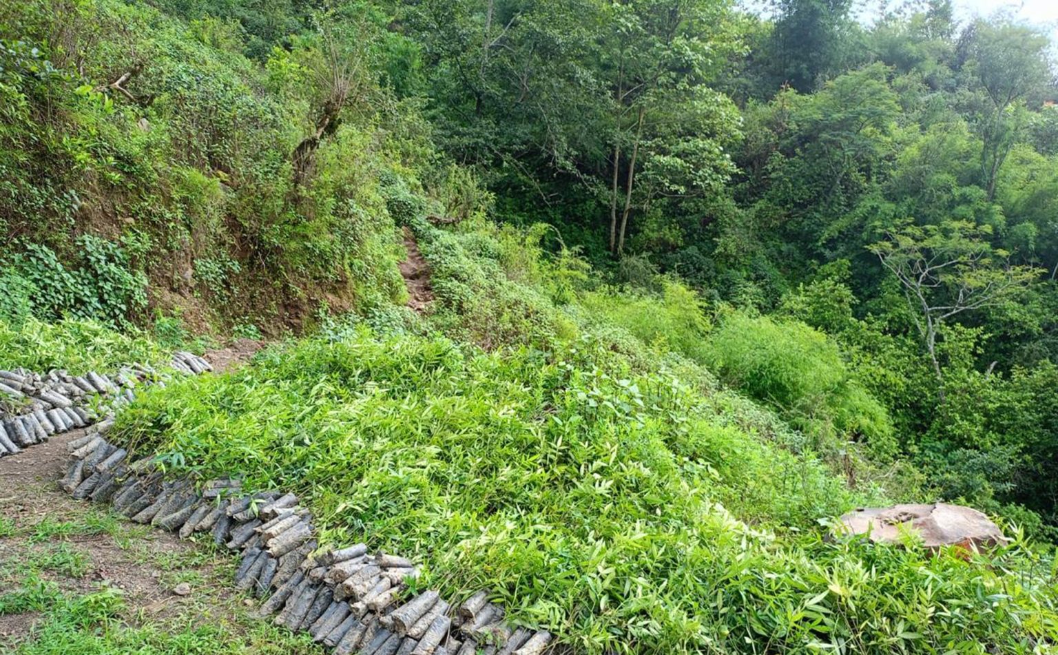रूपन्देहीमा फलफूल तथा बहुउपयोगी बिरुवा वितरण अभियान सुरु