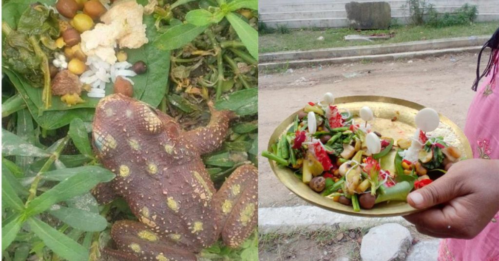 भक्तपुरका खेतमा भ्यागुतोलाई भात