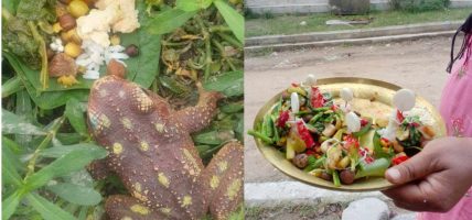 भक्तपुरका खेतमा भ्यागुतोलाई भात