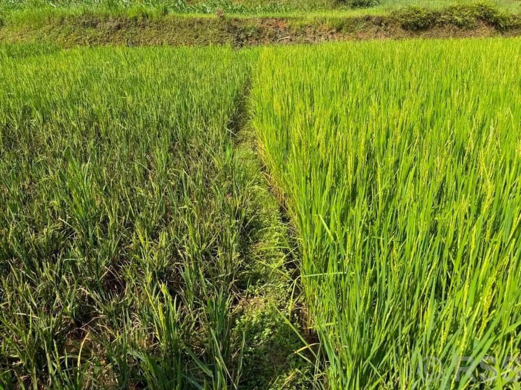धानमा ‘फेद डढुवा’ रोग देखिन थालेपछि सतर्कता अपनाउन आग्रह