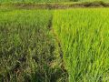 धानमा ‘फेद डढुवा’ रोग देखिन थालेपछि सतर्कता अपनाउन आग्रह धानमा ‘फेद डढुवा’ रोग देखिन थालेपछि सतर्कता अपनाउन आग्रह
