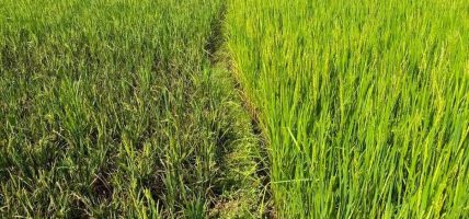धानमा ‘फेद डढुवा’ रोग देखिन थालेपछि सतर्कता अपनाउन आग्रह