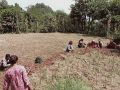 भोजपुरमा कोदोखेती घट्दै