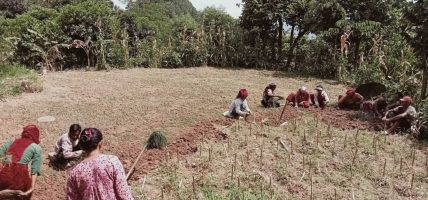 भोजपुरमा कोदोखेती घट्दै