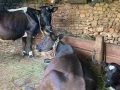 पशुमा रेविज सङ्क्रमण पुष्टि भएपछि खोप अभियान