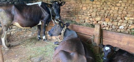पशुमा रेविज सङ्क्रमण पुष्टि भएपछि खोप अभियान