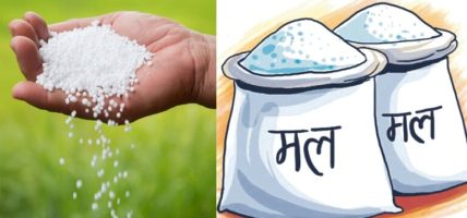 नियमित कोटाको रासायनिक मल वितरण गरिँदै