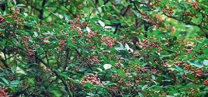 अन्नबालीमा वन्यजन्तुको आतङ्क, टिमुरमा किसानको भरोसा