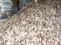 इलाममा अदुवाको आकर्षक मूल्य, खेती विस्तार गर्दै किसान इलाममा अदुवाको आकर्षक मूल्य, खेती विस्तार गर्दै किसान