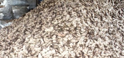 इलाममा अदुवाको आकर्षक मूल्य, खेती विस्तार गर्दै किसान