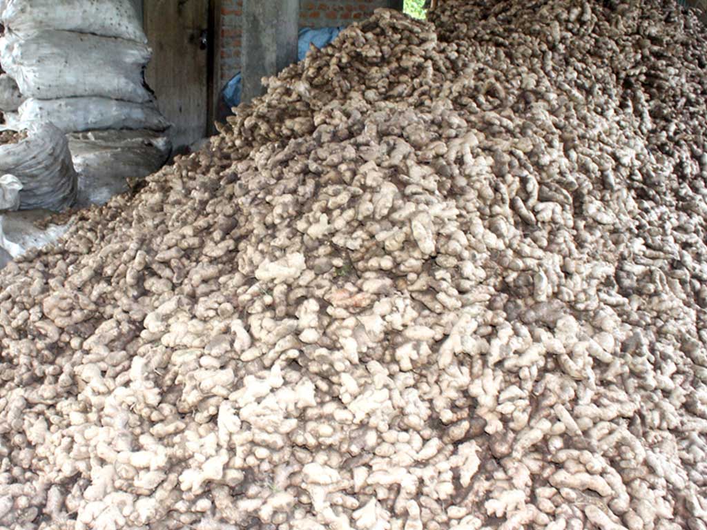 इलाममा अदुवाको आकर्षक मूल्य, खेती विस्तार गर्दै किसान