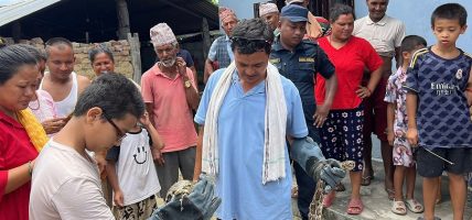 चितवन वन कार्यालय द्वारा एक वर्षमा ४५ अजिङ्गर उद्धार