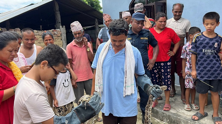 चितवन वन कार्यालय द्वारा एक वर्षमा ४५ अजिङ्गर उद्धार