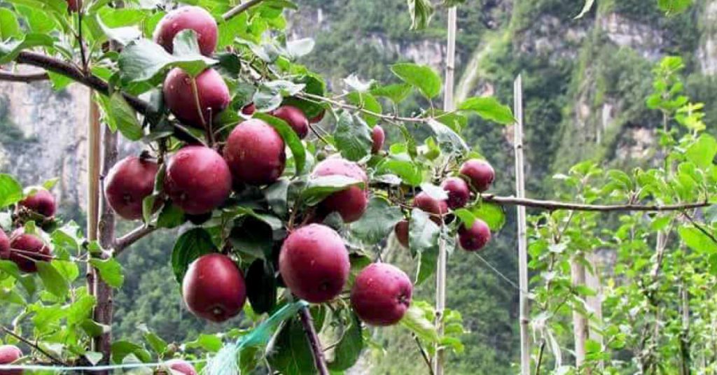 मुस्ताङमा स्याउ टिप्न कार्यतालिका