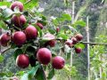 मुस्ताङमा स्याउ टिप्न कार्यतालिका