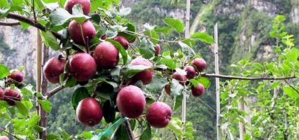 मुस्ताङमा स्याउ टिप्न कार्यतालिका