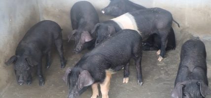 महिलालाई आत्मनिर्भर बनाउन बङ्गुरपालनमा अनुदान