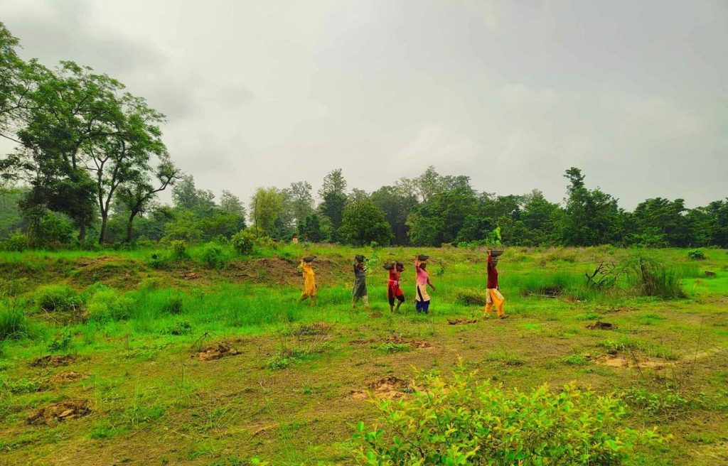 हरियाली प्रवर्द्धनः छयसट्ठी दशमलव पाँच हेक्टरमा वृक्षरोपण