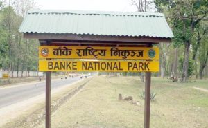 पर्यटन प्रवर्द्धनका लागि बाँके निकुन्जलाई ‘ब्रान्डिङ’ गरिँदै