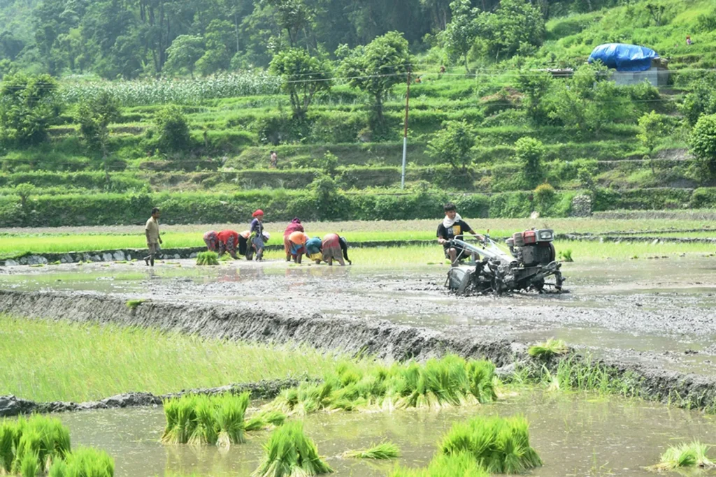 दाङमा ९४ प्रतिशत रोपाइँ सम्पन्न