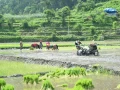 दाङमा ९४ प्रतिशत रोपाइँ सम्पन्न