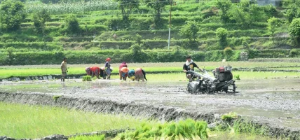 दाङमा ९४ प्रतिशत रोपाइँ सम्पन्न