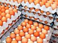 अण्डाको मूल्य हालसम्मकै उच्च: क्रेटमै ७५ रुपैयाँसम्म वृद्धि
