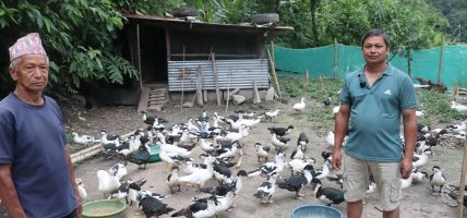 सहरबाट गाउँ फर्किएर हाँसपालन रमाएका चिरञ्जीवी